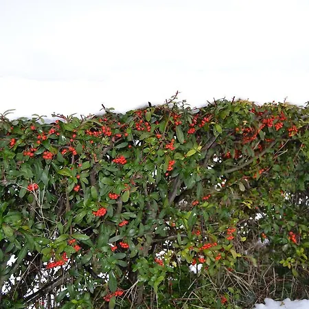 게스트하우스 Relais Borgo Del Gallo 4*