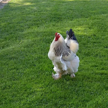 Relais Borgo Del Gallo 아키테르메